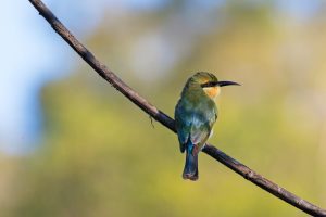 Bird on branch. Photo by Kelly Dalling on Unsplash